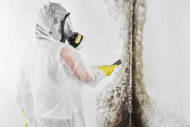 Best Toxic Mold Removal  in Superior, WI