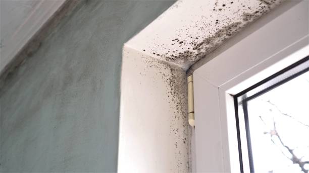 Best Mold Damage Repair  in Superior, WI