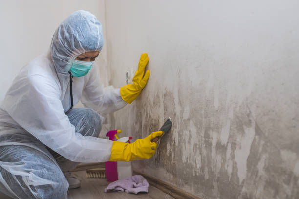Best Crawl Space Mold Removal  in Superior, WI