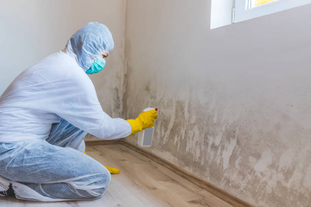 Mold Removal Process in Superior, WI