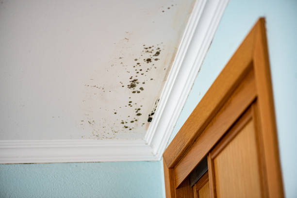 Certified Mold Removal in Superior, WI