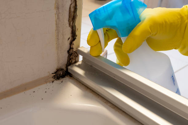 Best Black Mold Removal  in Superior, WI