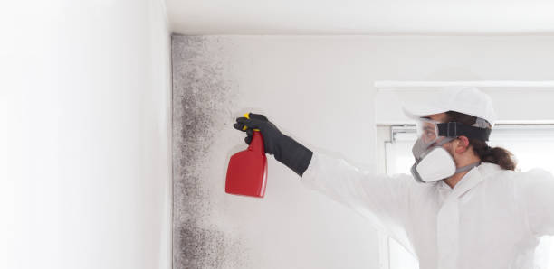 Best Mold Removal Process  in Superior, WI