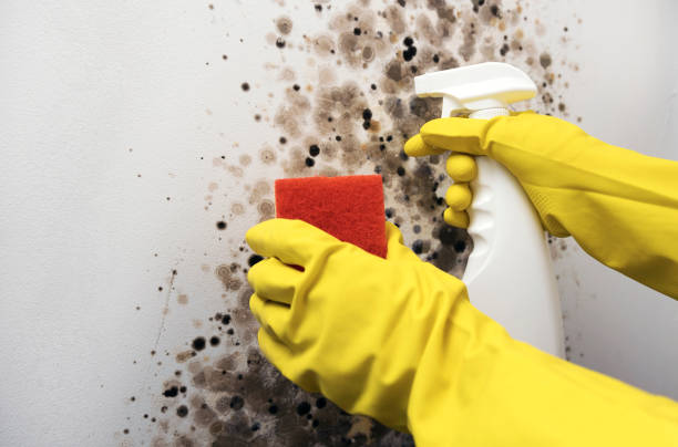 Best Mold Removal Specialists  in Superior, WI