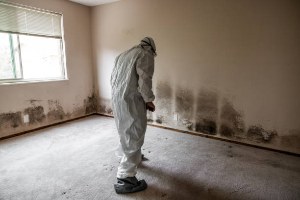 Best Attic Mold Removal  in Superior, WI